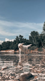 Dog in the river