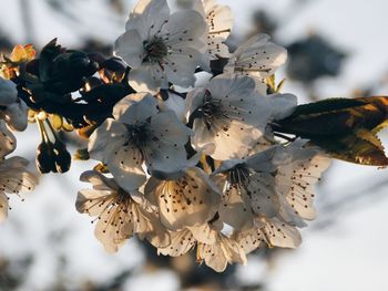 Close-up of white flowers blooming on tree