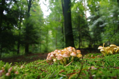 Close-up of mushroom growing in forest