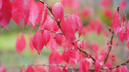 Close-up of pink flowers blooming on tree