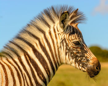 High angle view of zebra