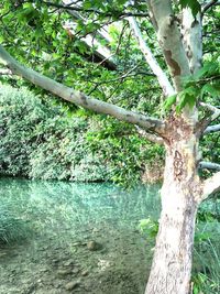 Trees by lake in forest