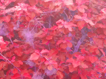 Full frame shot of red flowers