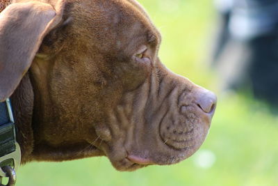 Close-up of a horse