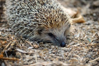 Close-up of an animal on field