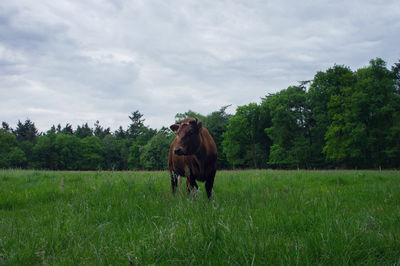 Horse on field against sky