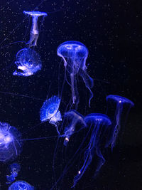 Close-up of jellyfish against blue background