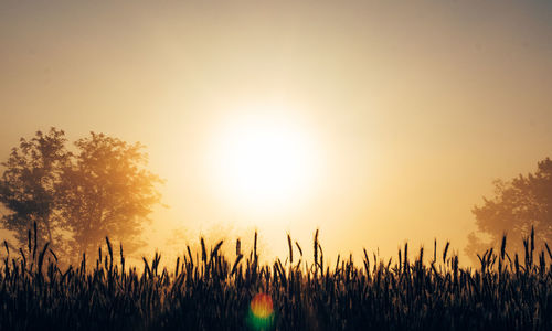 Plants growing on field against sky during sunset