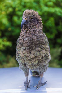 Close-up of a bird