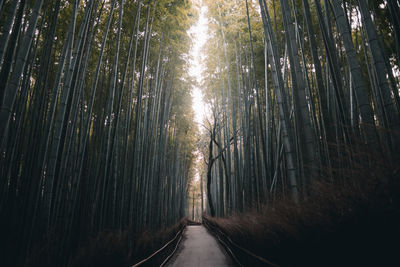 Empty road in forest