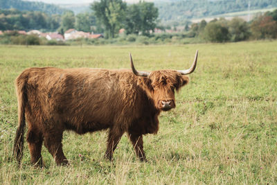 Lion in a field