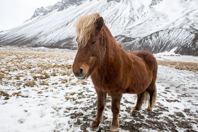 Horse on snow covered field