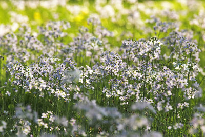 Close-up of fresh white flowers in field
