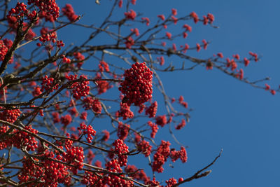 Low angle view of red berries on tree against sky