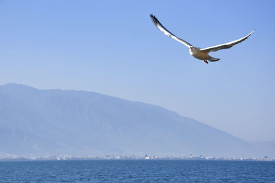 Low angle view of seagull flying over sea against clear sky