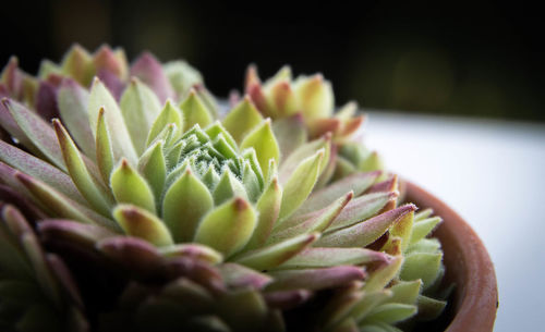 Close-up of cactus plant