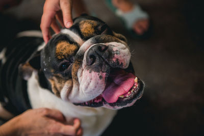 Cropped hands of people stroking dog