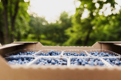 Box or container with collected blueberries. berries agriculture business. cultivating, harvesting