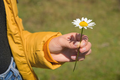 Girl in a yellow jacket holds one white chamomile flower in her hand