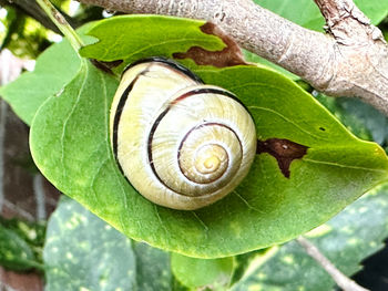 animal wildlife