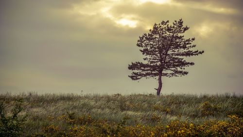 Tree on field against sky during sunset