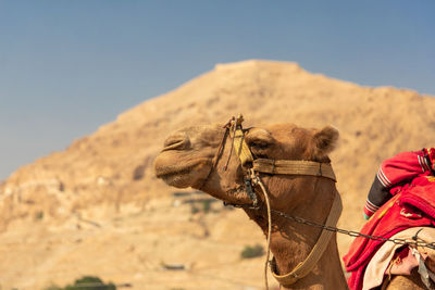 View of a camel on a desert