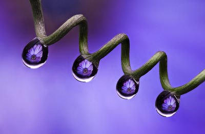 Close-up of purple flower against violet background