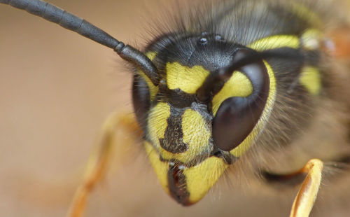 Close-up portrait of insect
