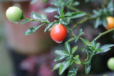 Close-up of tomatoes on plant