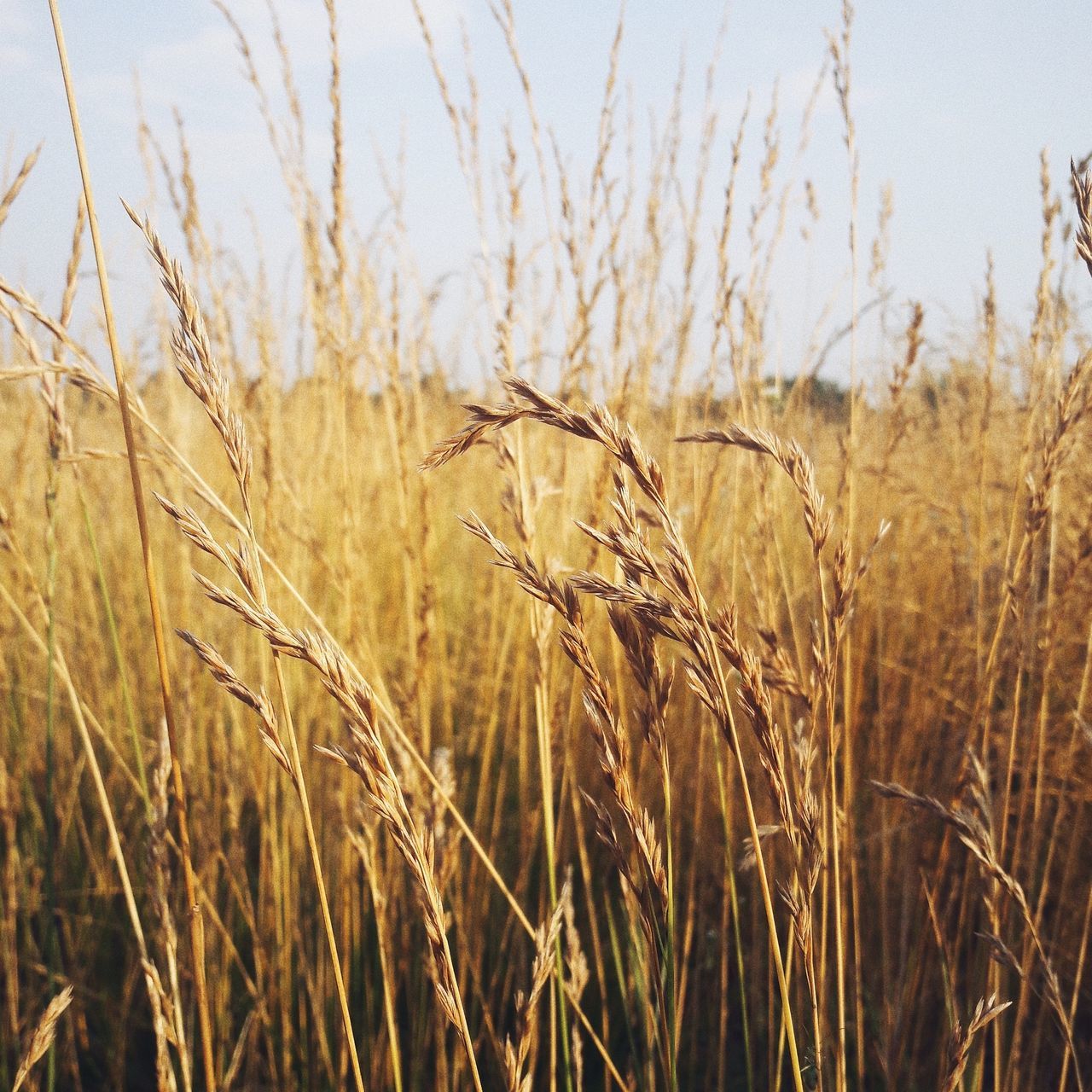 growth, nature, agriculture, field, tranquility, no people, tranquil scene, focus on foreground, outdoors, day, beauty in nature, plant, close-up, cereal plant, wheat, rural scene, sky