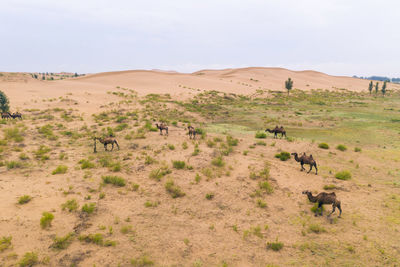 Camel herd in the desert