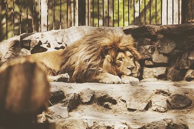 Cat in zoo