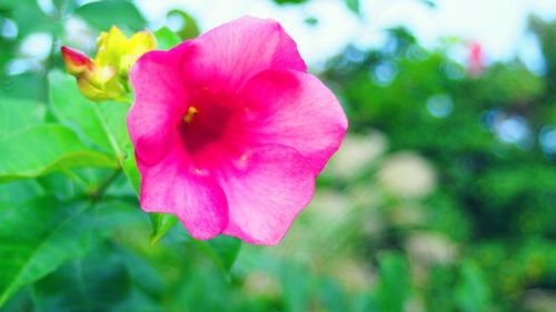 Close-up of pink flower