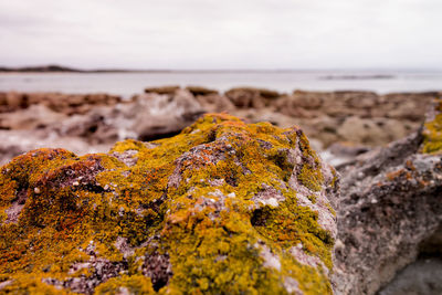 Close-up of lichen on rock at beach