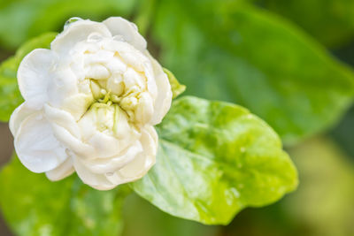 Close-up of white flowering plant
