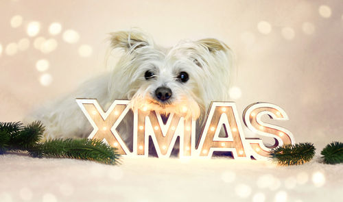 Close-up of dog with christmas decor