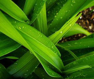 Close-up of raindrops on green leaves during rainy season