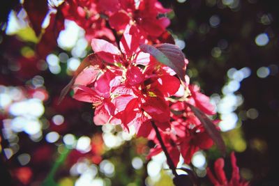 Close-up of red leaves on branch