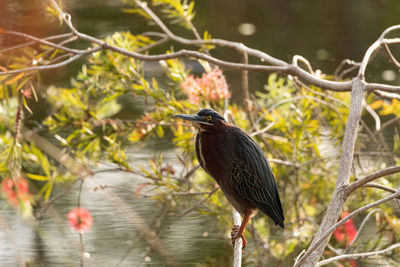 Cute little green heron butorides virescens in a marsh in sarasota, florida