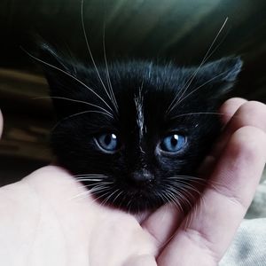 Close-up of hand holding cat