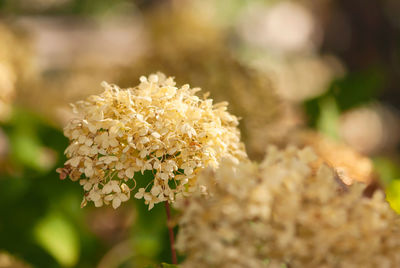 Close-up of white flowering plant