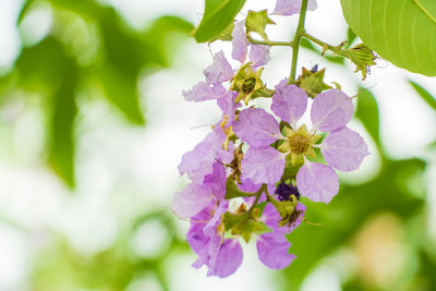 Close-up of purple flowering plant