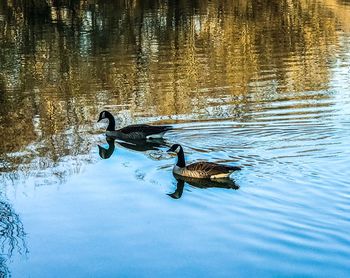 Ducks swimming in lake