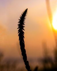 Close-up of silhouette plant against sky during sunset