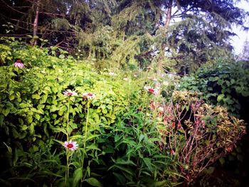 Flowers growing on tree