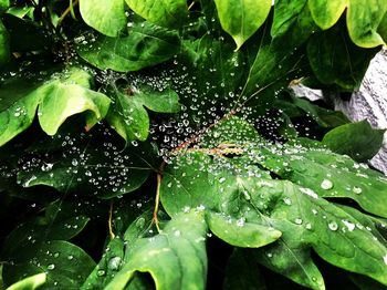 Close-up of wet plant leaves during rainy season