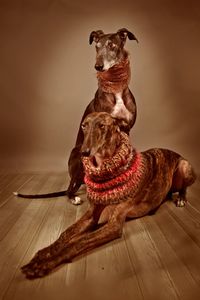 Portrait of dog sitting on wooden floor