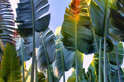 Full frame shot of plants