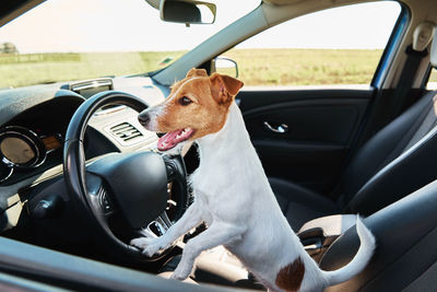 Dog sitting in car