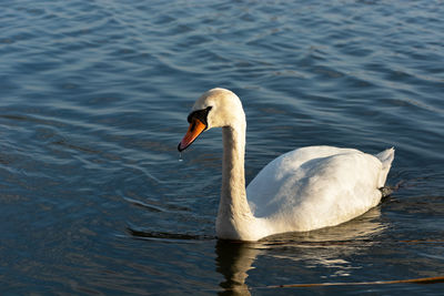 Mute swan in the water, a drop of water under its beak, spring view